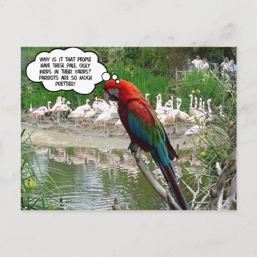 フラミンゴ羨望 ポストカード (正面)