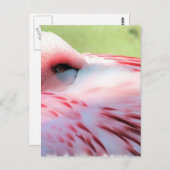 フラミンゴ羽はがき ポストカード (正面/裏面)
