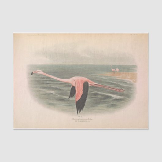フラミンゴ飛んでいるバードエフエメラデクページ 薄葉紙 (正面)