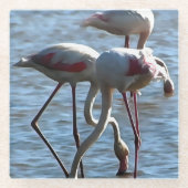 フラミンゴ食べ物を与えス時間アクリル絵画ズ ガラスコースター (正面)