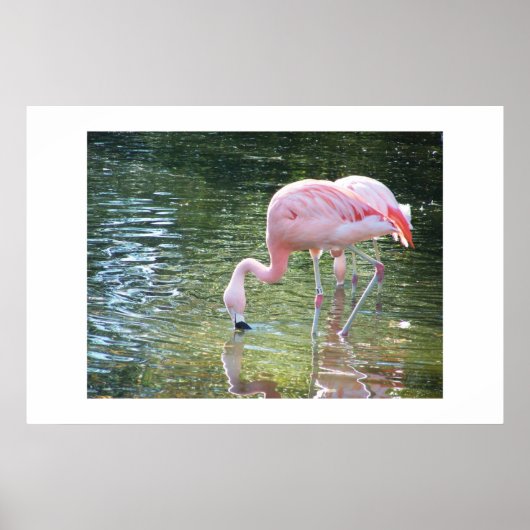フラミンゴ飲料 ポスター (正面)