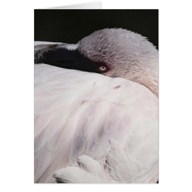 フラミンゴ (正面)