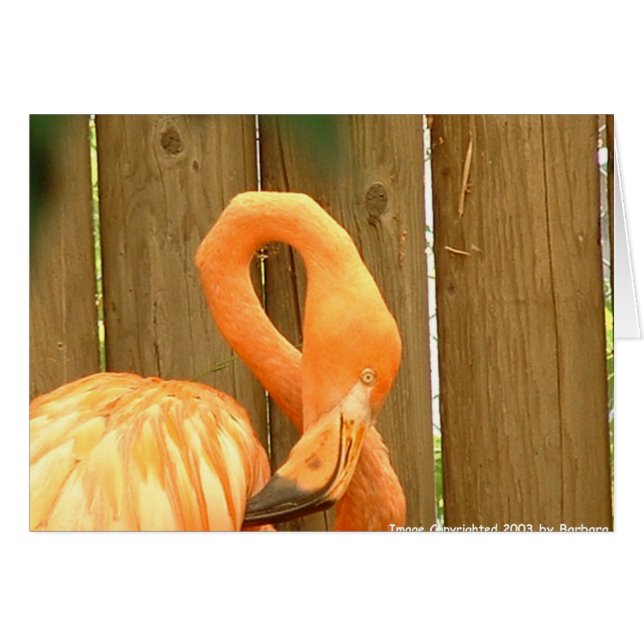 フラミンゴ1 (正面横)