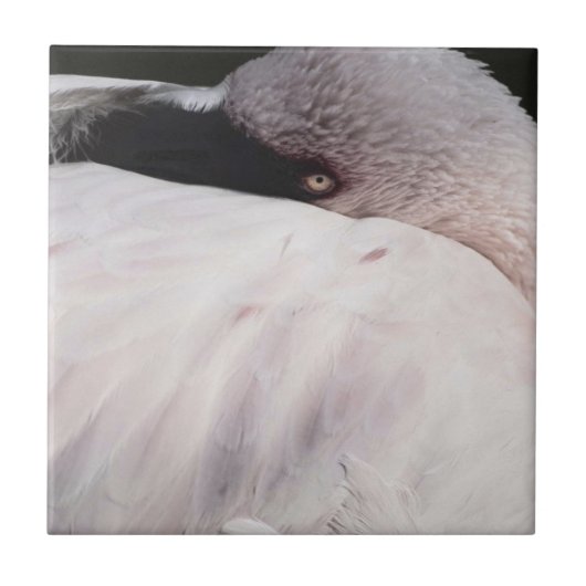 フラミンゴ タイル (正面)