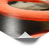 フラミンゴ フォトプリント            (角)