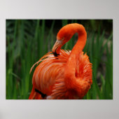 フラミンゴ ポスター (正面)