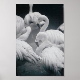 フラミンゴ ポスター