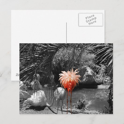 フラミンゴ ポストカード (正面/裏面)
