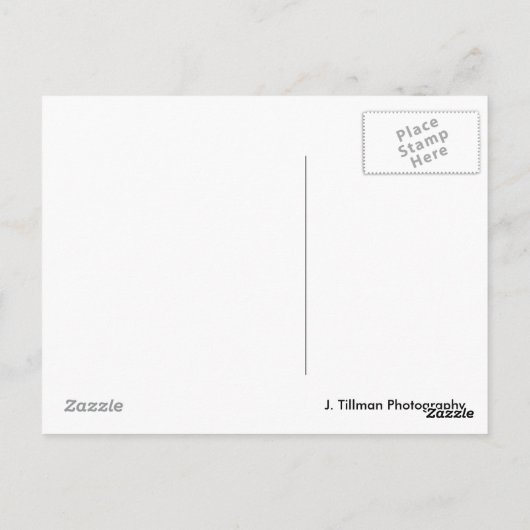 フラミンゴ ポストカード (裏面)