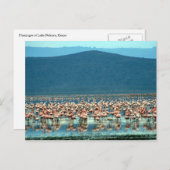 フラミンゴ ポストカード (正面/裏面)