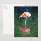 フラミンゴ ポストカード (正面/裏面)