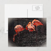 フラミンゴ ポストカード (正面/裏面)