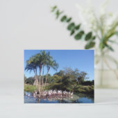 フラミンゴ ポストカード (スタンド正面)