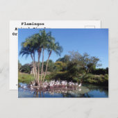 フラミンゴ ポストカード (正面/裏面)