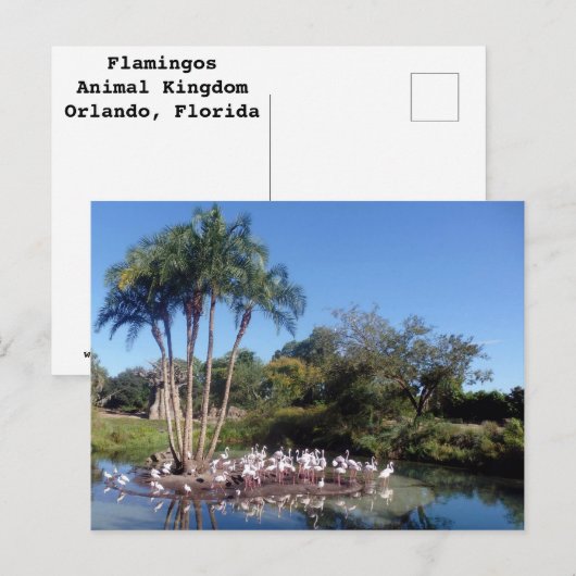 フラミンゴ ポストカード (正面/裏面)