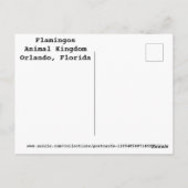 フラミンゴ ポストカード (裏面)