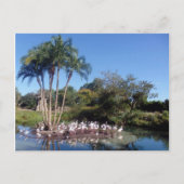 フラミンゴ ポストカード (正面)