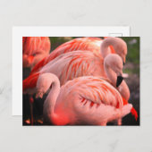 フラミンゴ ポストカード (正面/裏面)