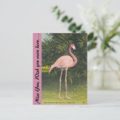 フラミンゴ、マイアミ、フロリダ ポストカード (スタンド正面)