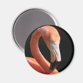 フラミンゴ マグネット (正面/裏面)