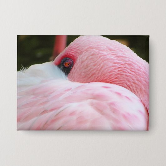 フラミンゴ 缶バッジ (正面)