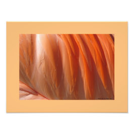 フラミンゴII写真プリントバイリンダ・ベッカー フォトプリント