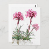 フラワーウォータカラーアートハガキのアルパインのキャッチフライ ポストカード (正面/裏面)