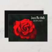 フラワーエレガント・レッド・ローズSave the Date セーブザデート (正面/裏面)