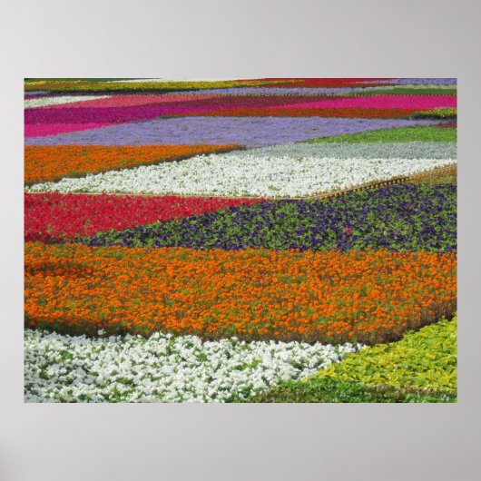 フラワーカーペット ポスター (正面)