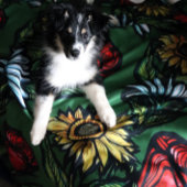 フラワーガーデンフローズスバラひまわり及びチューリップ シェルパブランケット