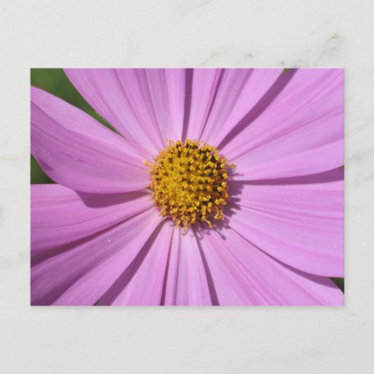 フラワーコレクションNo.4 ポストカード (正面)