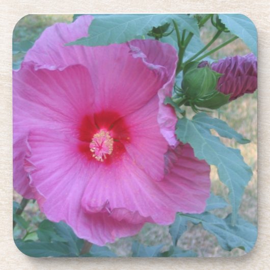 フラワーコースター コースター (正面)