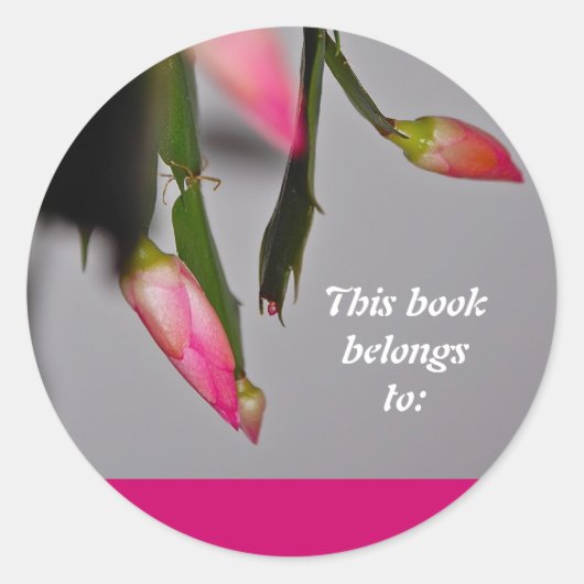 フラワーサボスクリスマス開花 ラウンドシール (正面)