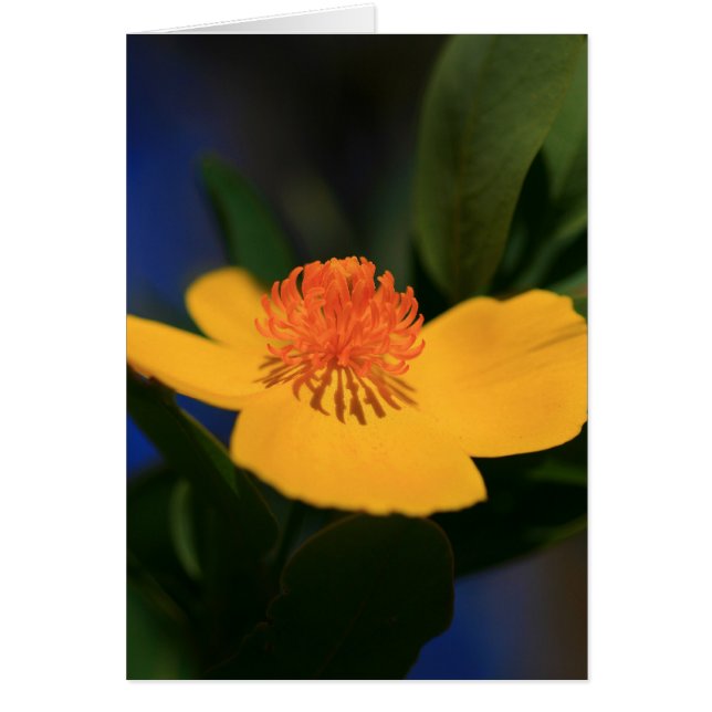 フラワーシャドウ (正面)