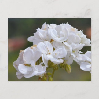 フラワーズアットテネリフェ ポストカード