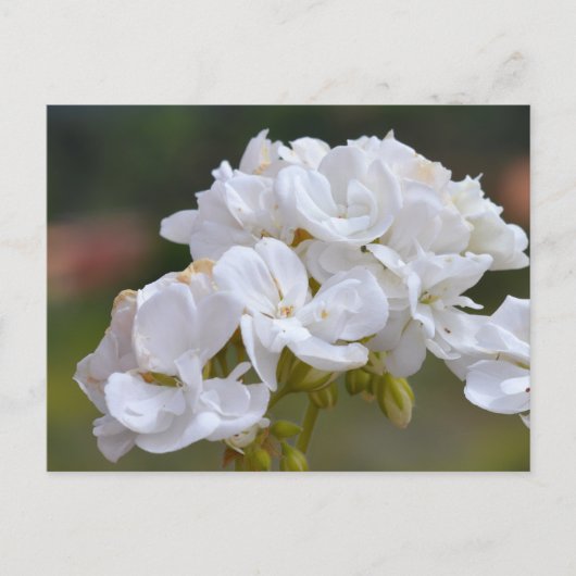 フラワーズアットテネリフェ ポストカード (正面)