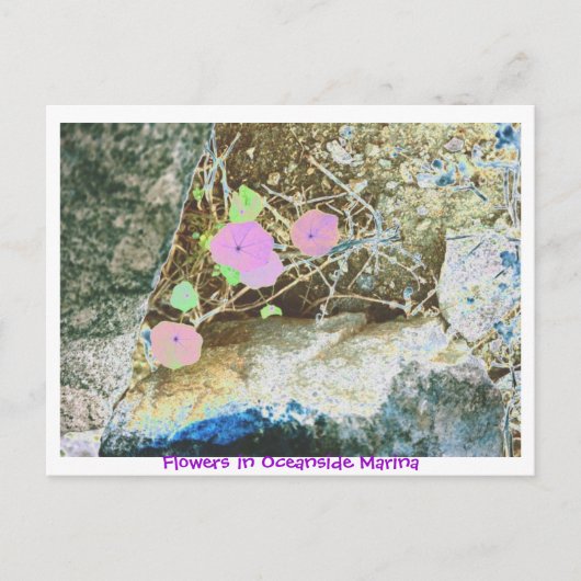 フラワーズインオーシャンサイドマリーナ ポストカード (正面)