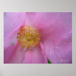 フラワーゾーンに飛び込め! ポスター