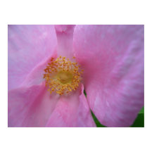 フラワーゾーンに飛び込め！