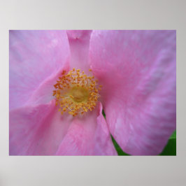 フラワーゾーンに飛び込め! ポスター