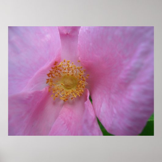 フラワーゾーンに飛び込め！ ポスター (正面)