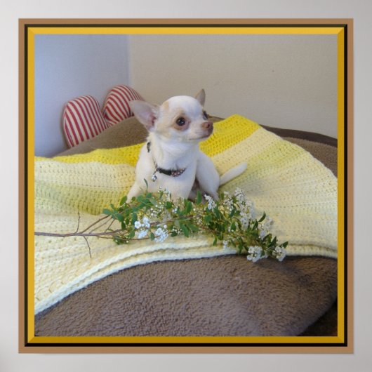 フラワーチワワのポスター ポスター (正面)