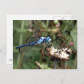 フラワーハスクの青いトンボ写真 ポストカード (正面/裏面)