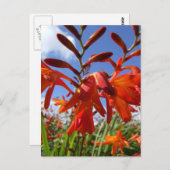 フラワーパワーテーマ ポストカード (正面/裏面)