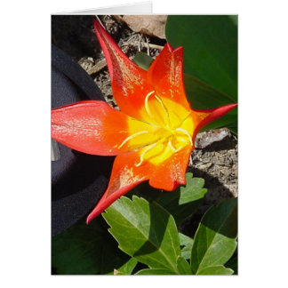 フラワーパワー