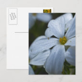 フラワーパワー ポストカード (正面/裏面)