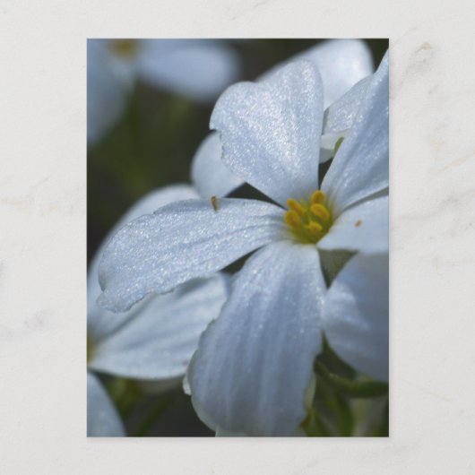 フラワーパワー ポストカード (正面)