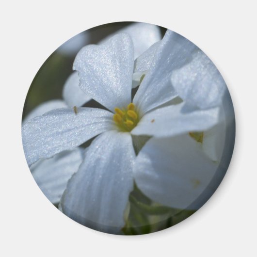 フラワーパワー マグネット (正面)