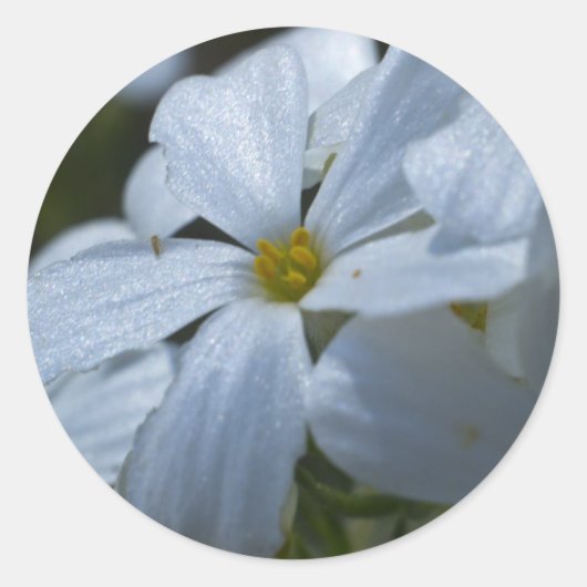 フラワーパワー ラウンドシール (正面)