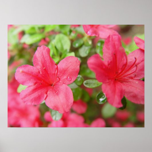 フラワーペア ポスター (正面)